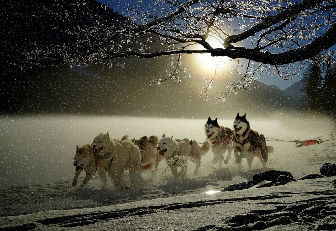 dogs-2921382_1280